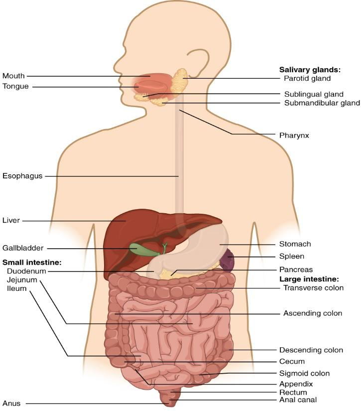 How Does The Human Digestive System Work Step By Step