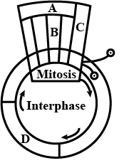 The number of DNA in chromosome at \\[G2\\] stage of cell cycle is \n ...