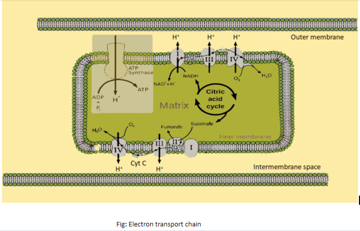 Cytochrome which hands over electrons to oxygen during terminal ...