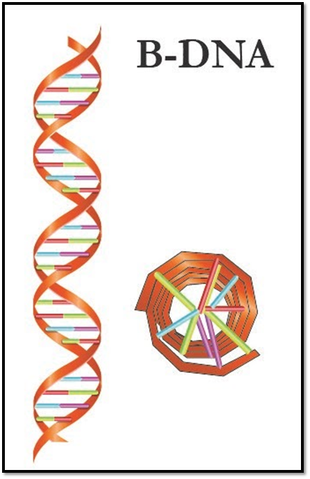 Coiling Of B DNA Duplex Is(a)Left Hand(b)Right Hand(d)Parallel(d)All Of ...