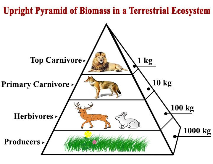 Pyramid of biomass indicates?A) Biotic potentialB) Standing cropC ...