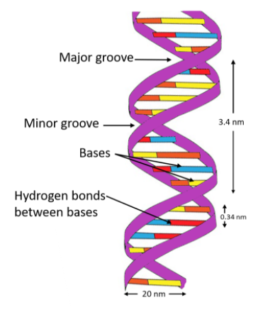 (a)How are the two strands of DNA helix held together?(b)In chemical ...