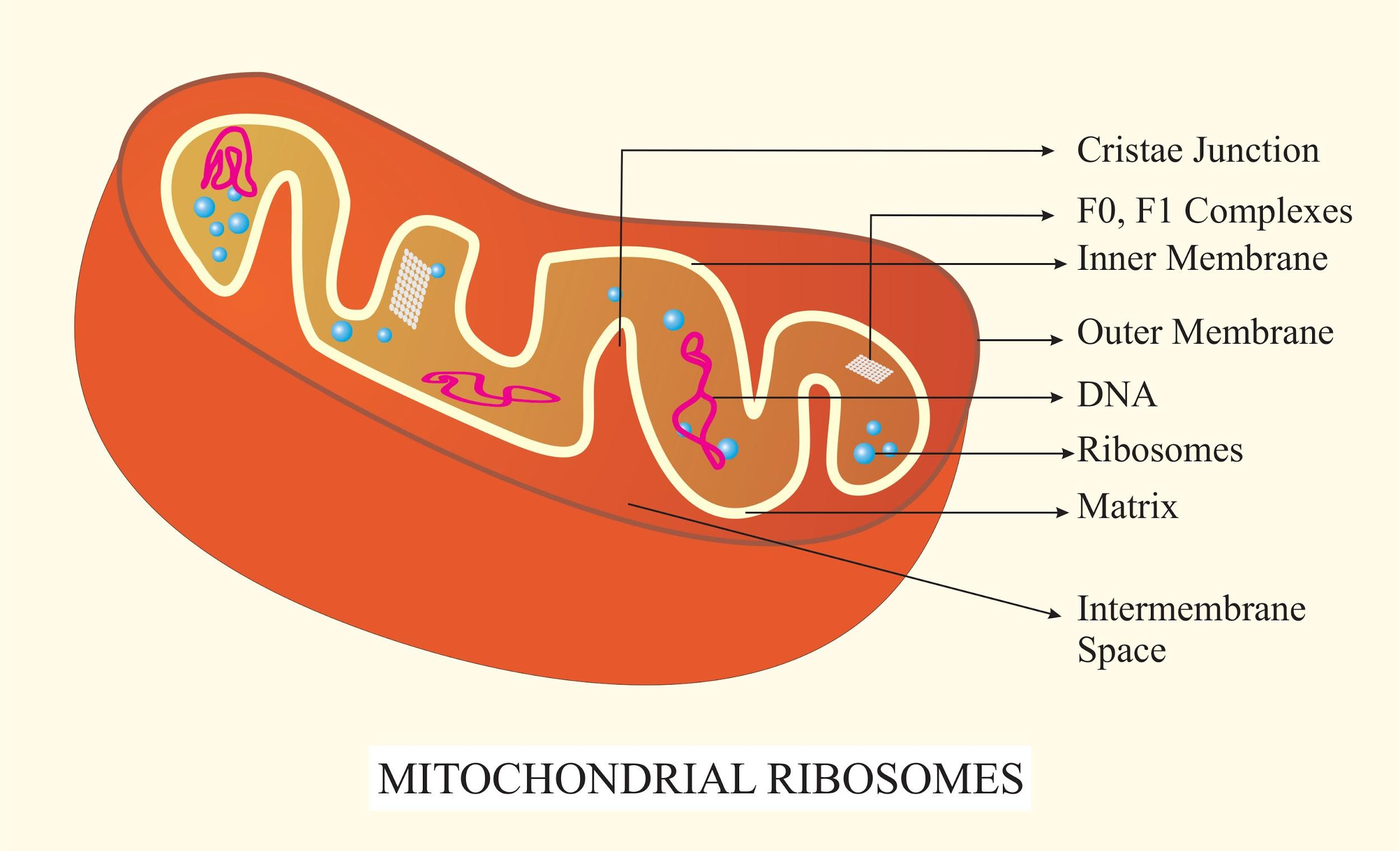 Ribosomes Are Essential For Protein Synthesis But They Are Present In