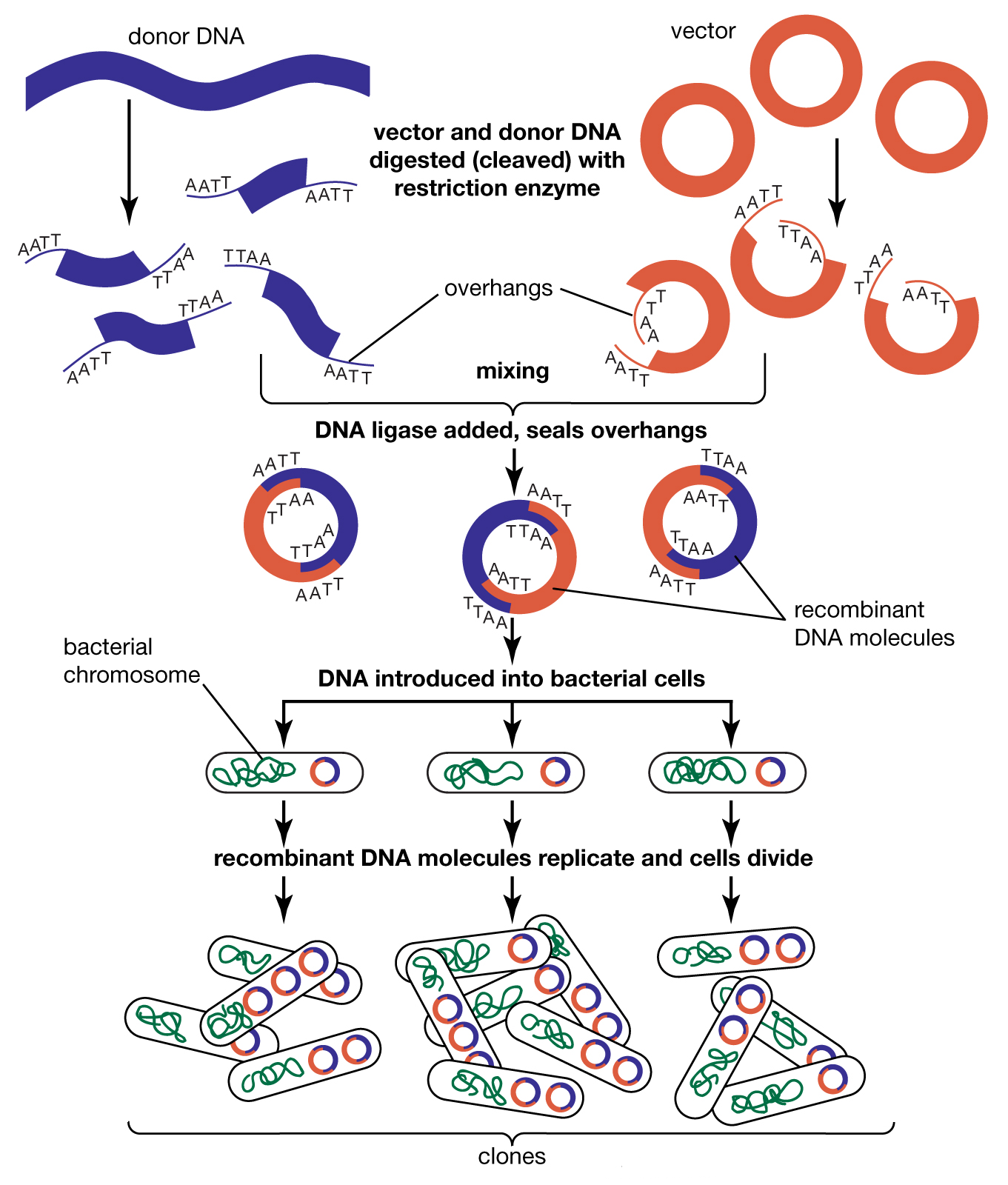 Write Diagrammatic Representation Of Recombinant DNA Technology 