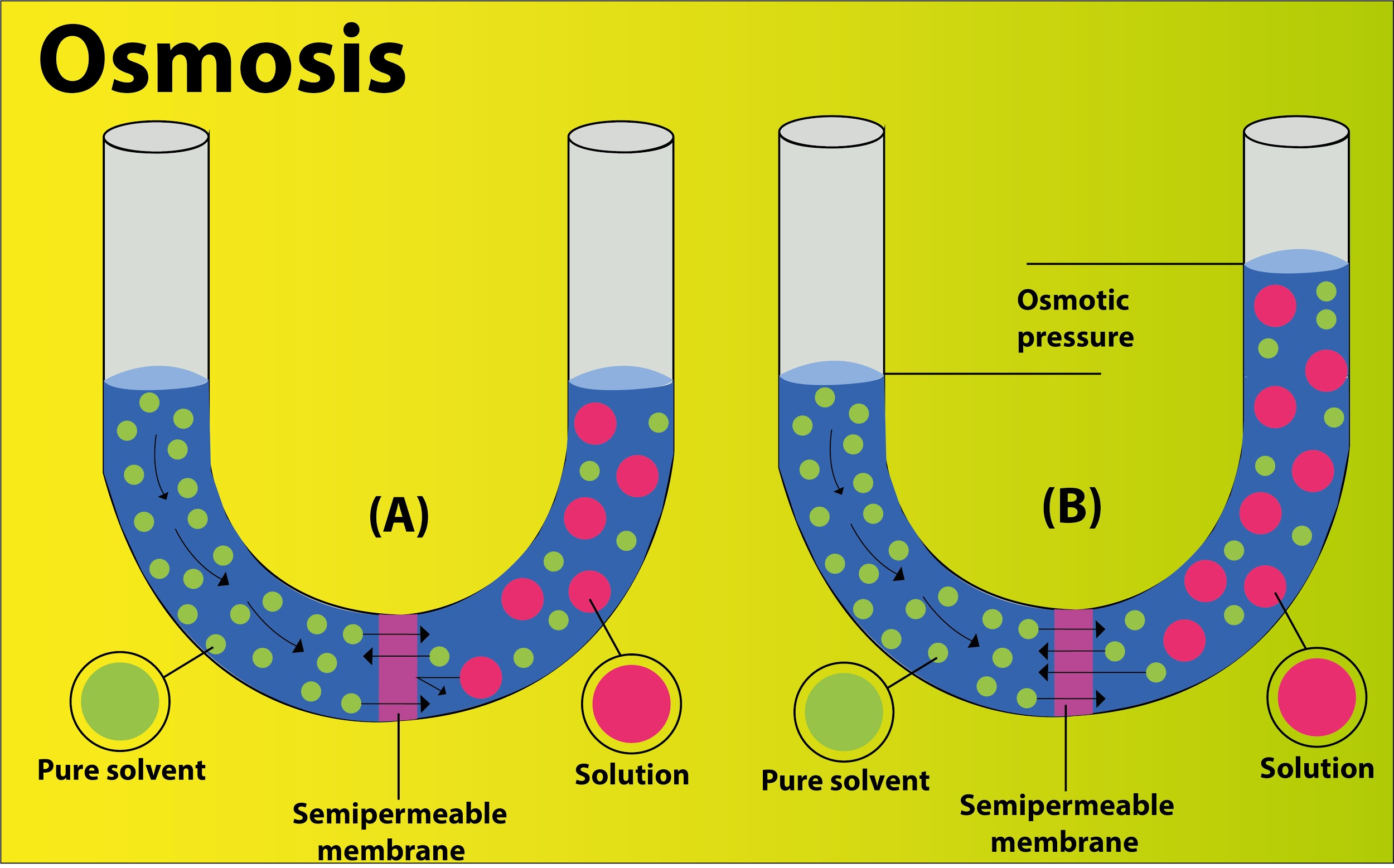 Osmosis Is An Example Of Active Transport True Or False Explain 