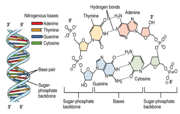 What Are The Four Kinds Of Nitrogenous Bases In DNA 