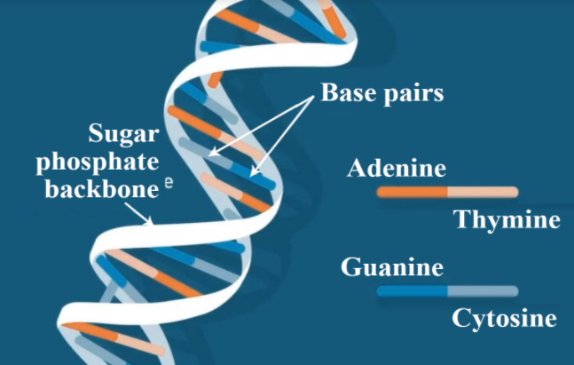 Long-form of DNA.