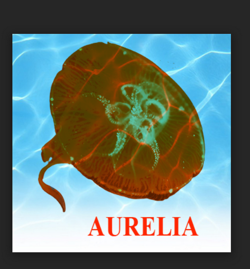 phylum coelenterata aurelia