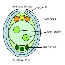 The sequence of development of embryo sac isA. \\[Archesporium{\\text ...