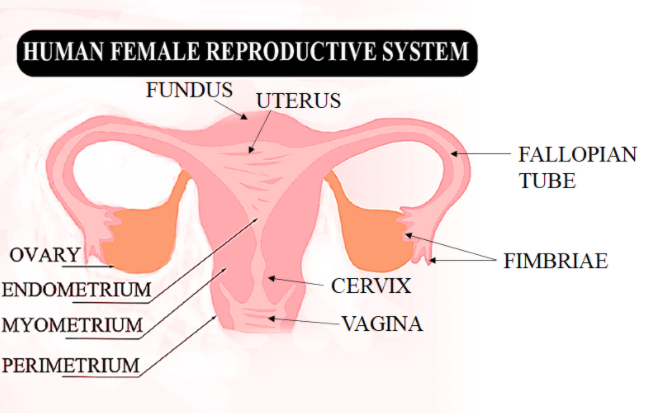 Draw the diagram of Female Reproductive System in human and Explain   Sarthaks eConnect  Largest Online Education Community