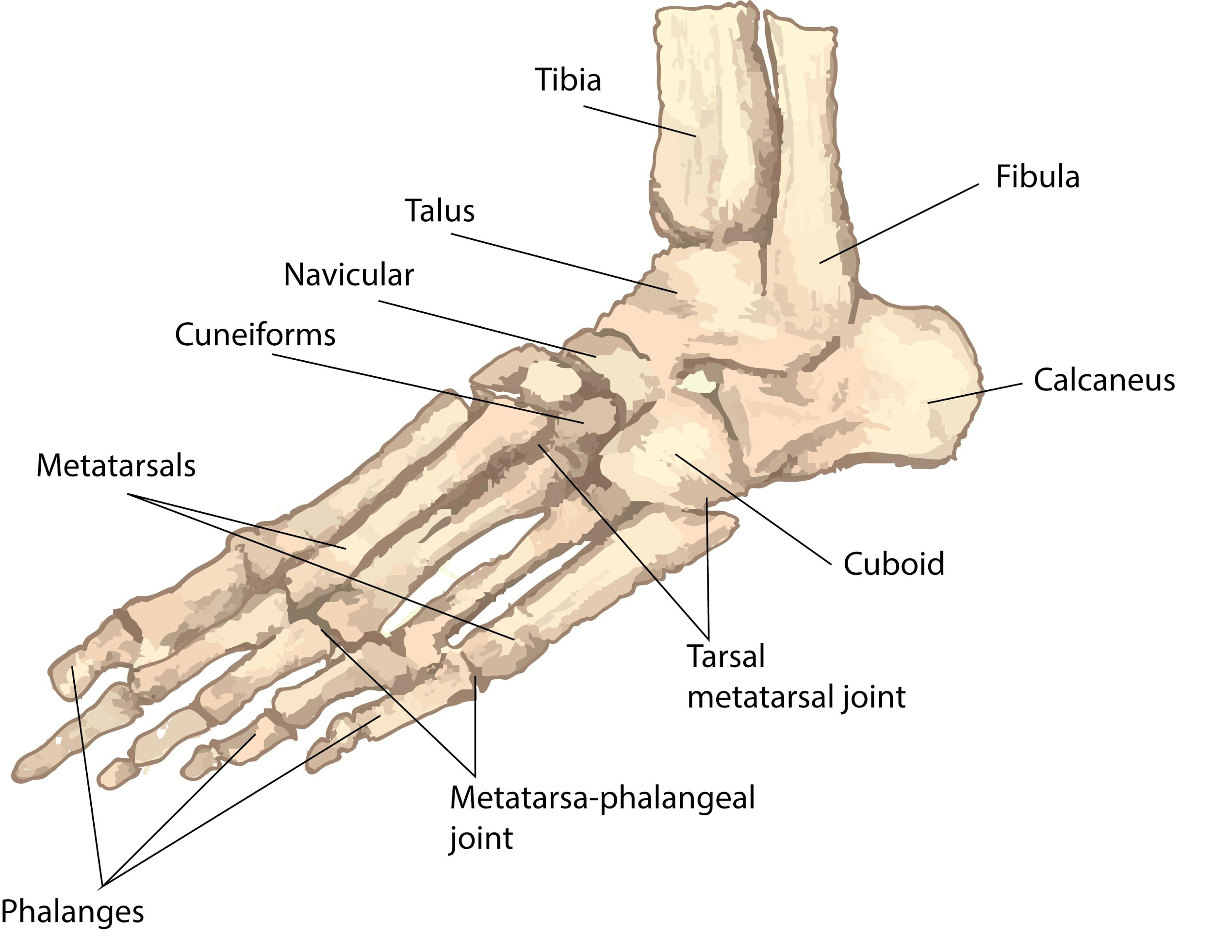 The number of tarsals per limb of human beings is(a) 5(b) 6 (c) 7(d) 8