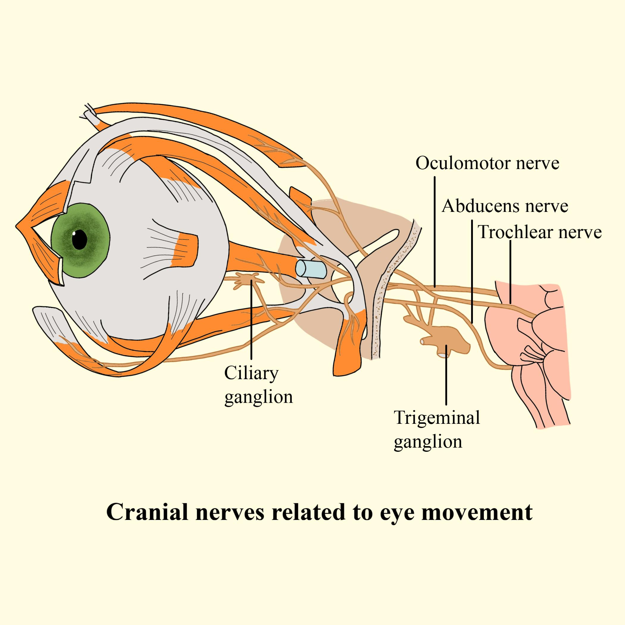 Trochlear Nerve Eye Movement