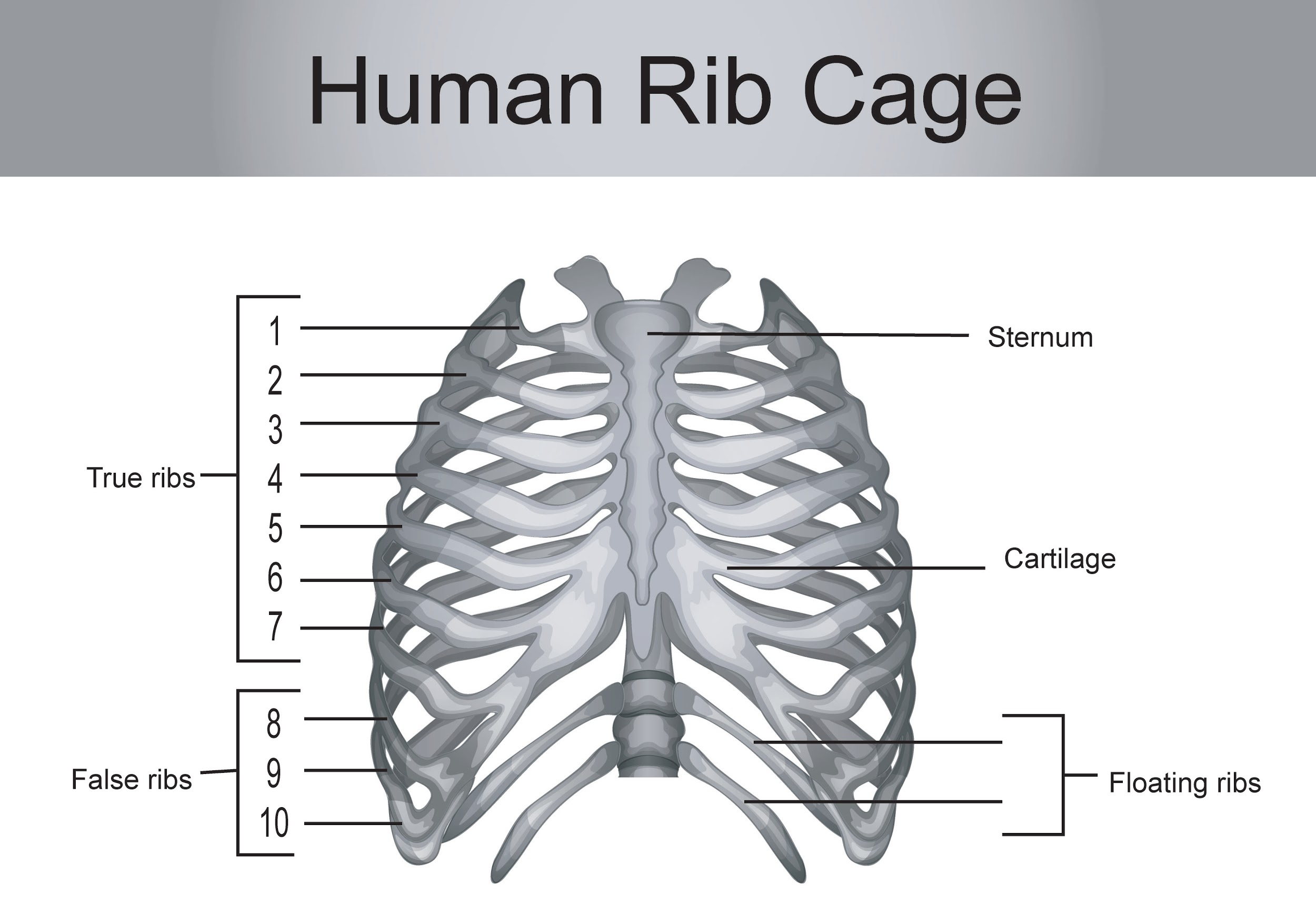 How Many Ribs Does The Human Body Have What Are False Ribs 