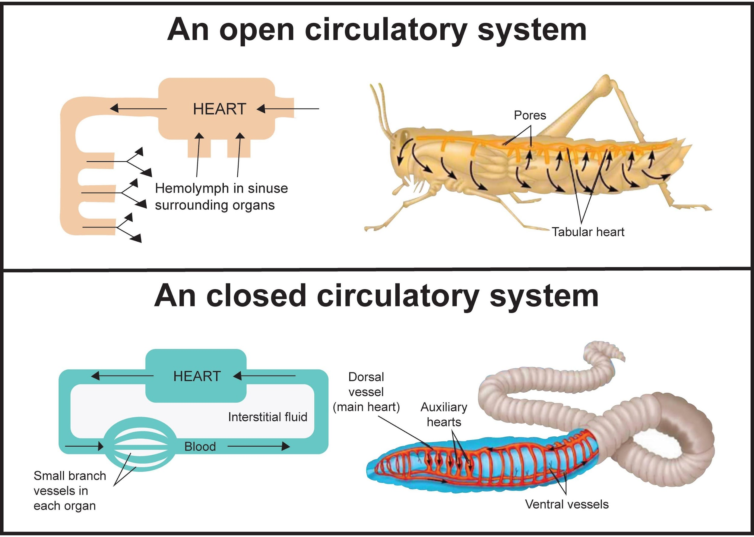 What Is Open And Closed System In Thermodynamics BEST GAMES WALKTHROUGH