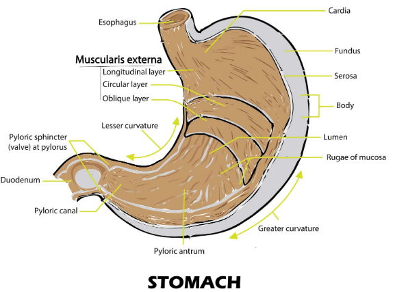 What is the name of the first part of the small intestine? What ...