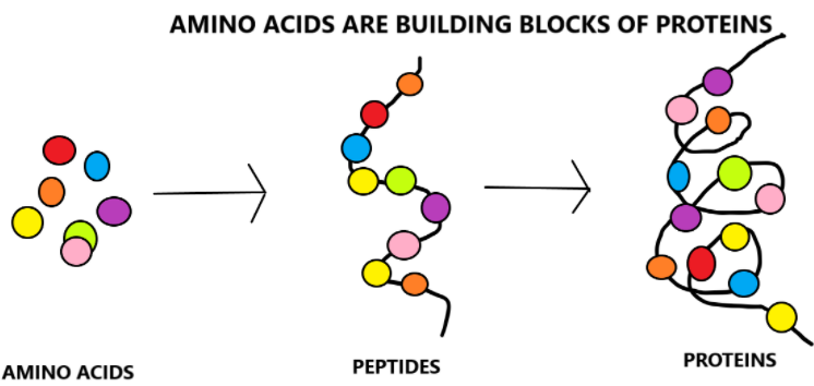 Why Is The Amino Acid Called Building Blocks Of Proteins 