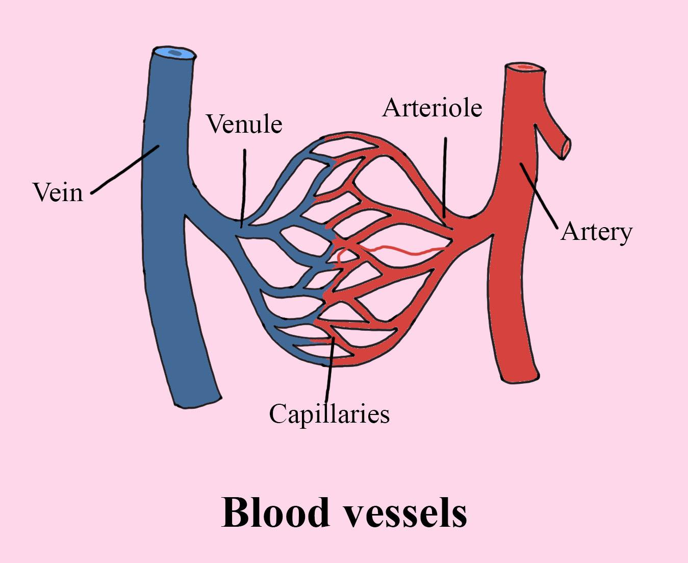 What Is The Function Of Blood Vessels And Capillaries a They Pump 