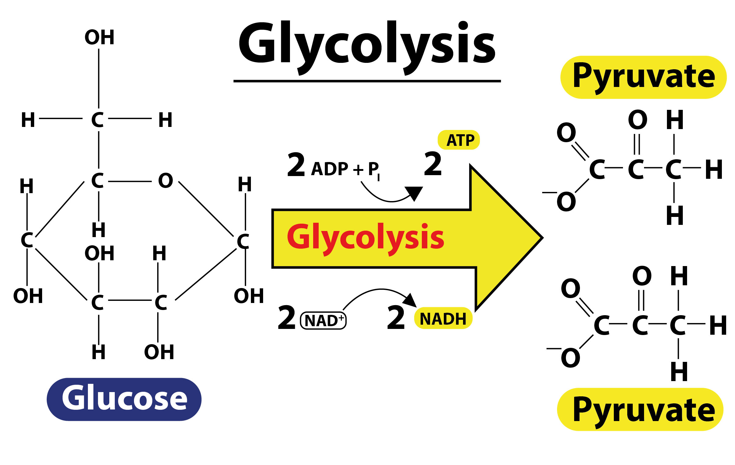 EMP Is Also Known AsA GlycolysisB Krebs CycleC ETSD Fermentation