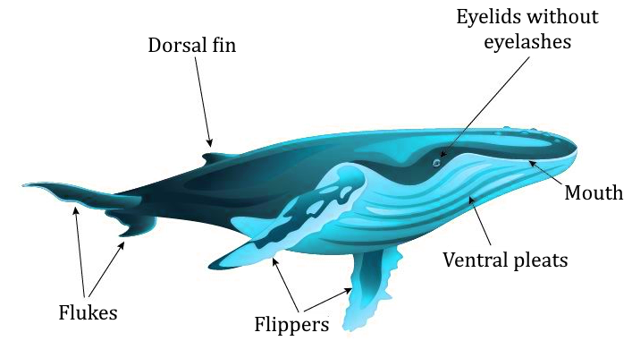 Which is the largest existing mammal?