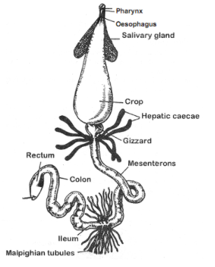 cockroach digestive system