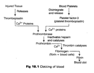 How does blood clot in human beings?