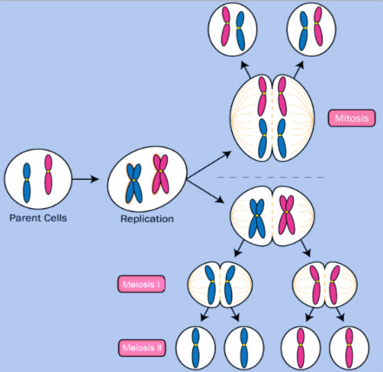 Which one of the following statements about mitosis is correct?A. One ...