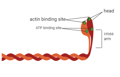 Actin And Myosin Diagram To Label