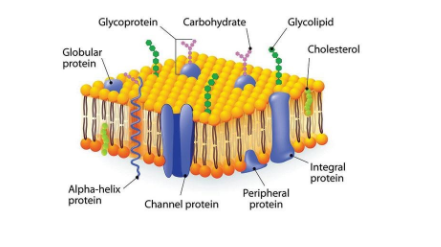 According to fluid mosaic model (proposed by singer and Nicolson ...