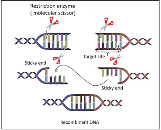 In a plasmid vector, the number of sites for a restriction endonuclease ...