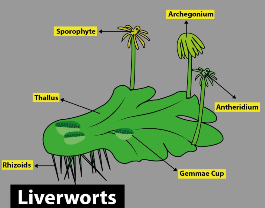Liverworts Diagram