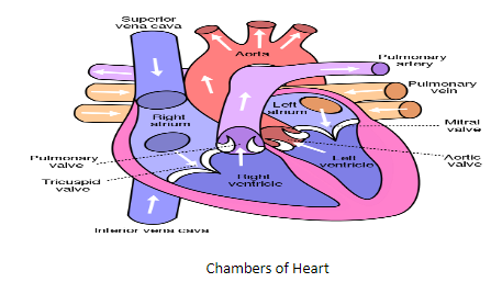 The heart is the organ that pumps blood to the whole body. It has ...