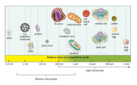 Write the smallest and largest sizes of bacteria class 11 biology ICSE