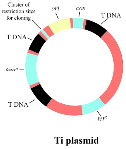 Extrachromosomal DNA used as a vector in gene cloning is(a)Transposon(b ...