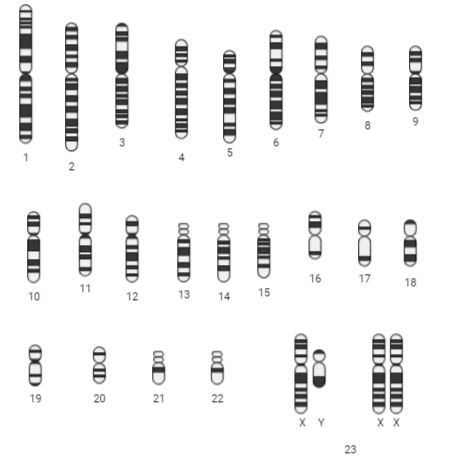 In karyogram, sex chromosomes should be placed at the end, but the ...