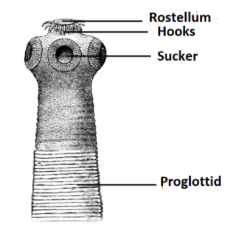 tapeworm scolex diagram