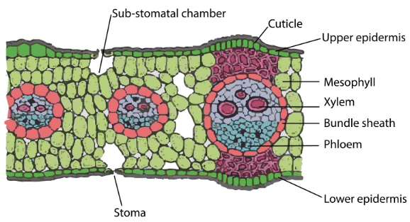 Select the true statement for an isobilateral leaf.(a) The stomata are ...