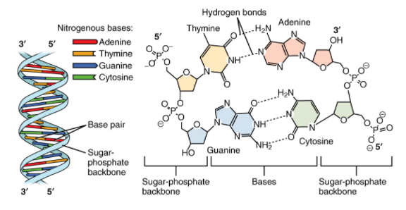 The Repeating Components Of Each DNA Strand Lengthwise Is Called?