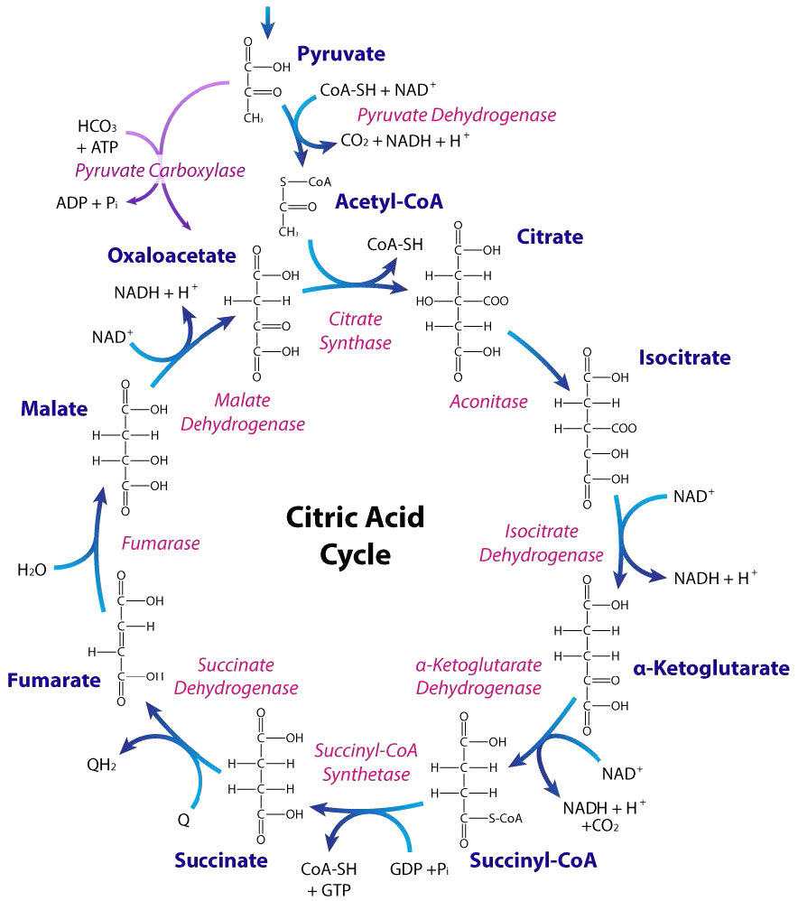 The intermediates of Krebs cycle forms(a) Nucleotides(b) Amino acids(c ...