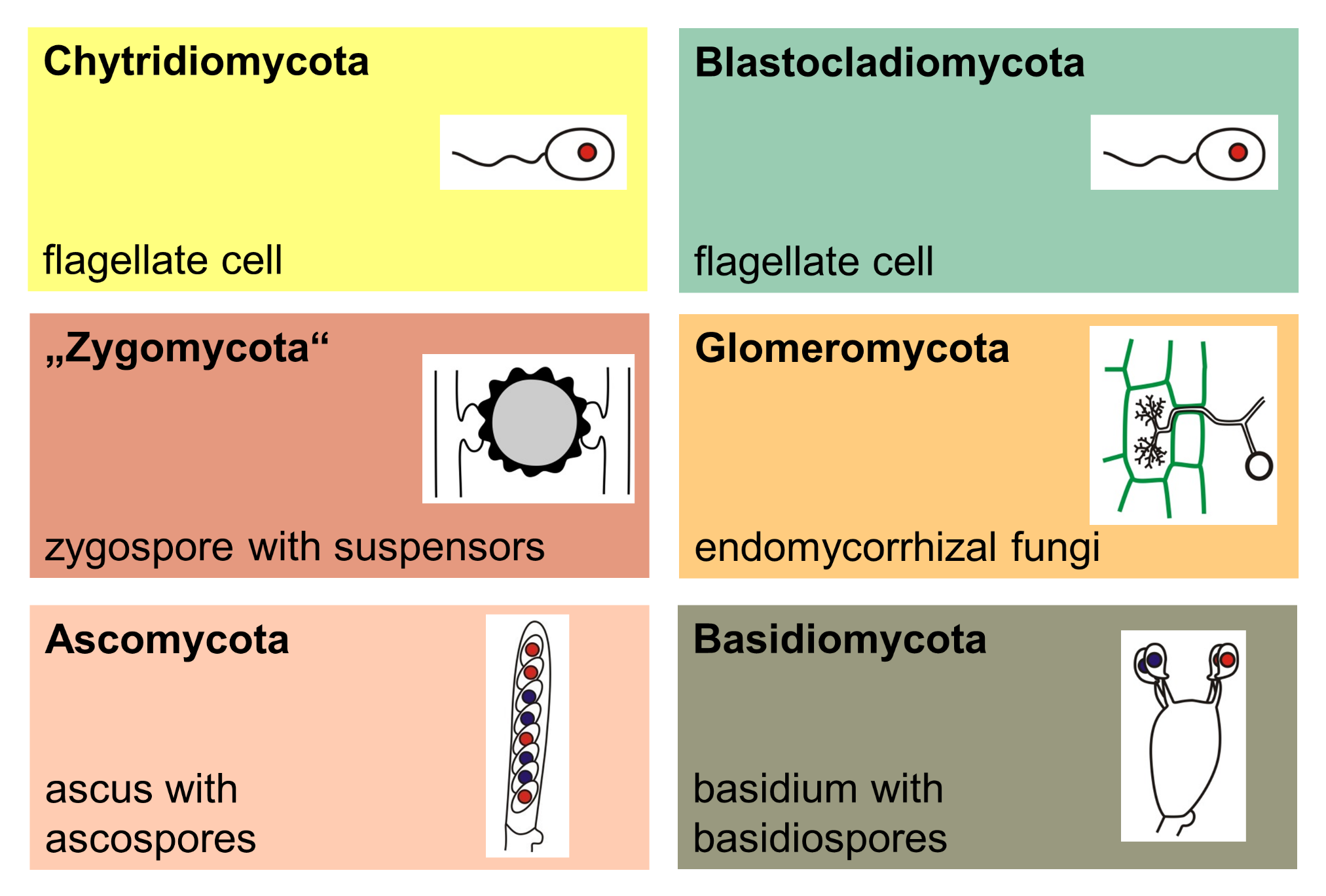 The Zygospore In Rhizopus Develops Into A ZygosporeB PromyceliumC 