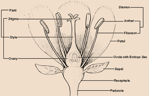 Function Of Stigma In Flowering Plants