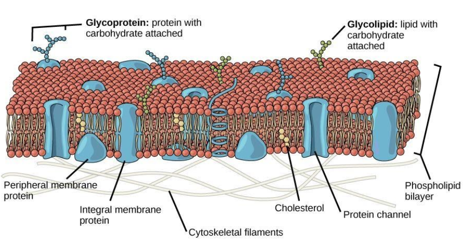 Who proposed the fluid mosaic model of plasma membrane?A. Camillo ...