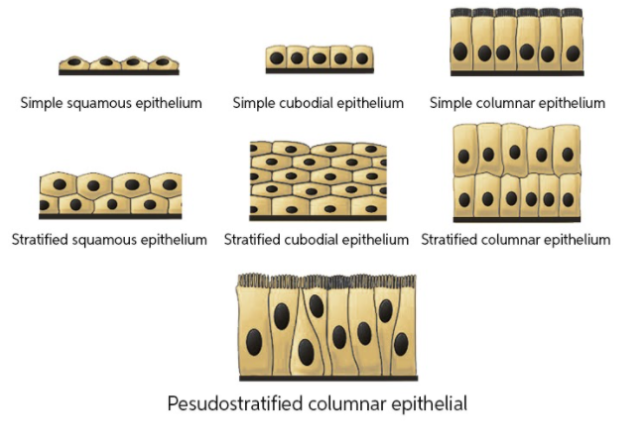 Epithelial tissue has said to have __________ intercellular space.(a ...