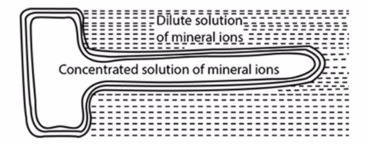 If The Root Hair Cell Is Surrounded By A Dilute Solution Class 11 Biology Cbse