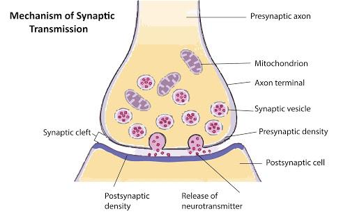 How do neurotransmitters communicate with postsynaptic neurons?