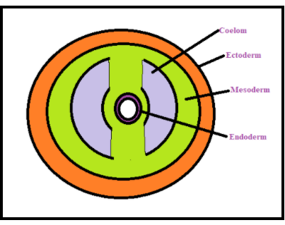 What Do You Mean By Coelomates: Exploring Body Cavities In Animals