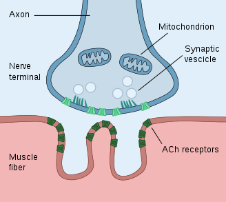 a) Draw a labelled diagram of the neuromuscular junction.b) Compare ...