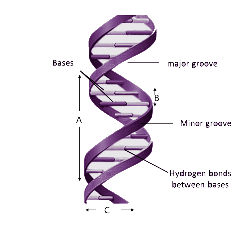 dna double helix hydrogen bonds