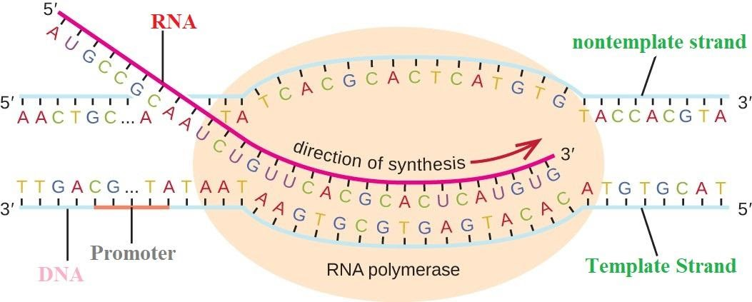 Name the enzyme that catalyzes the transcription of hnRNA.