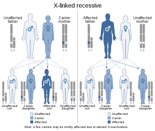 What Is Haemophilia Write Its Sex Linked Inheritance Pattern 6410