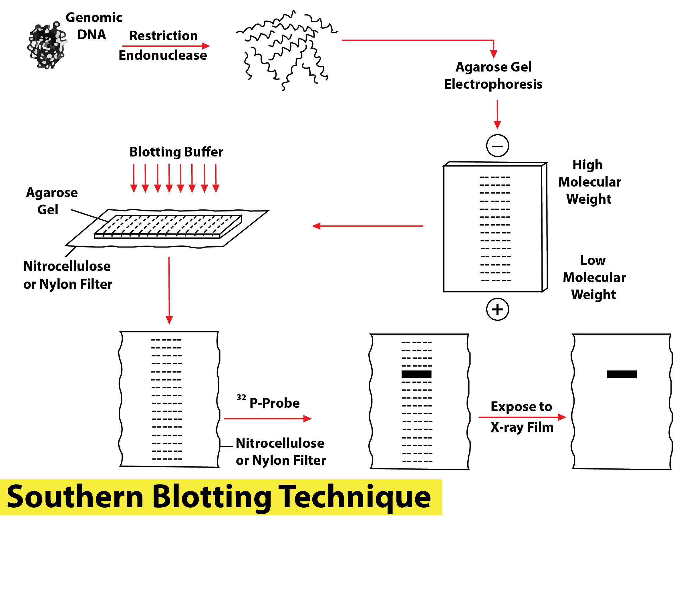 Саузерн блоттинг. Саузерн и Нозерн блоттинг. Метод Саузерн Блот это. Саузерн Блот гибридизация. Этапы Саузерн блоттинга.